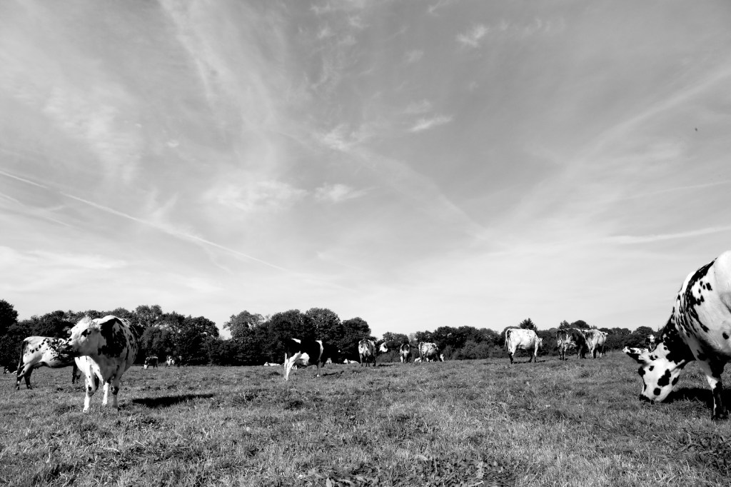 accueil / les champs vivants